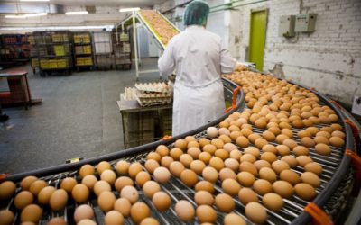 SANTA MARIA DE JETIBÁ: CONHEÇA A PRODUÇÃO DA CAPITAL DO OVO NO BRASIL