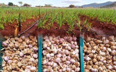 EQUIPE TÉCNICA DA SECRETARIA DE AGRICULTURA E DA UESB VISITA PLANTADORES DE ALHO DE CANA BRAVA
