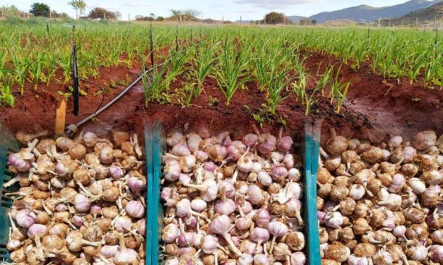 EQUIPE TÉCNICA DA SECRETARIA DE AGRICULTURA E DA UESB VISITA PLANTADORES DE ALHO DE CANA BRAVA