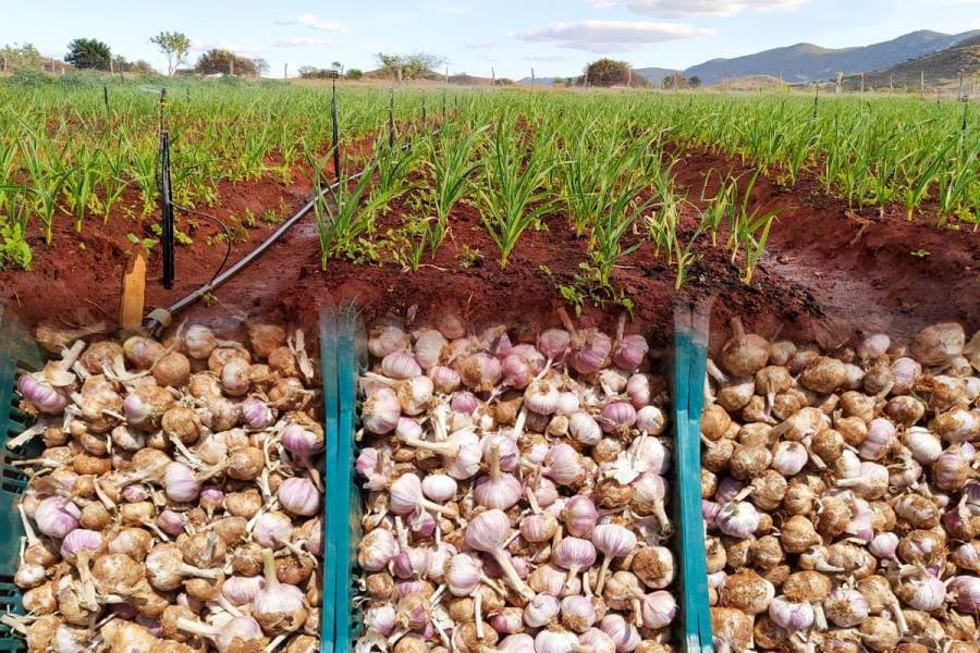 EQUIPE TÉCNICA DA SECRETARIA DE AGRICULTURA E DA UESB VISITA PLANTADORES DE ALHO DE CANA BRAVA