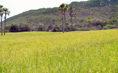 PRODUTORES DE MACAÚBAS RECEBE ASSISTÊNCIA E MELHORIAS NAS ATIVIDADES AGRÍCOLAS