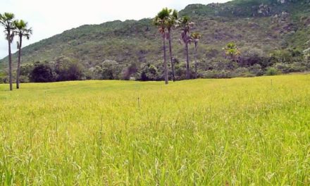 PRODUTORES DE MACAÚBAS RECEBE ASSISTÊNCIA E MELHORIAS NAS ATIVIDADES AGRÍCOLAS