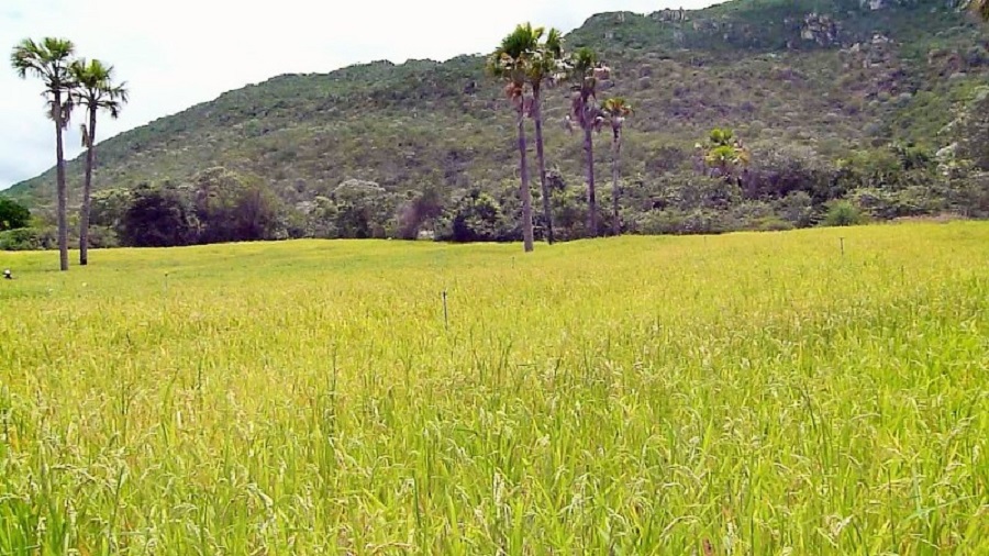 PRODUTORES DE MACAÚBAS RECEBE ASSISTÊNCIA E MELHORIAS NAS ATIVIDADES AGRÍCOLAS