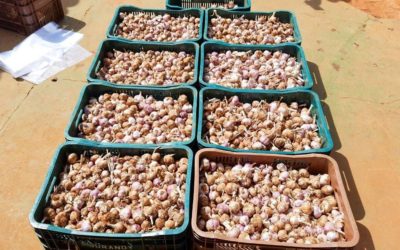PROJETO EXPERIMENTAL PRODUZ ALHO DE ALTA QUALIDADE NA ZONA RURAL DE MACAÚBAS