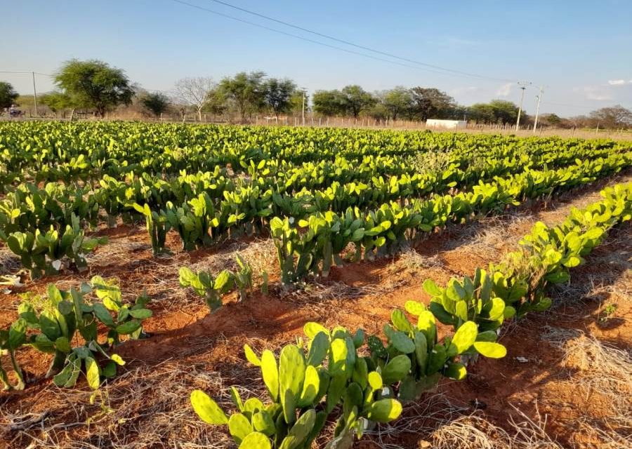 FAZENDA EXPERIMENTAL: SECRETARIA DE AGRICULTURA DE MACAÚBAS REALIZA DISTRIBUIÇÃO DE MUDAS DE PALMA PARA OS PRODUTORES