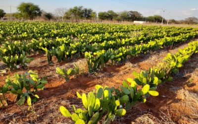 FAZENDA EXPERIMENTAL: SECRETARIA DE AGRICULTURA DE MACAÚBAS REALIZA DISTRIBUIÇÃO DE MUDAS DE PALMA PARA OS PRODUTORES