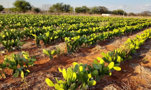 FAZENDA EXPERIMENTAL: SECRETARIA DE AGRICULTURA DE MACAÚBAS REALIZA DISTRIBUIÇÃO DE MUDAS DE PALMA PARA OS PRODUTORES