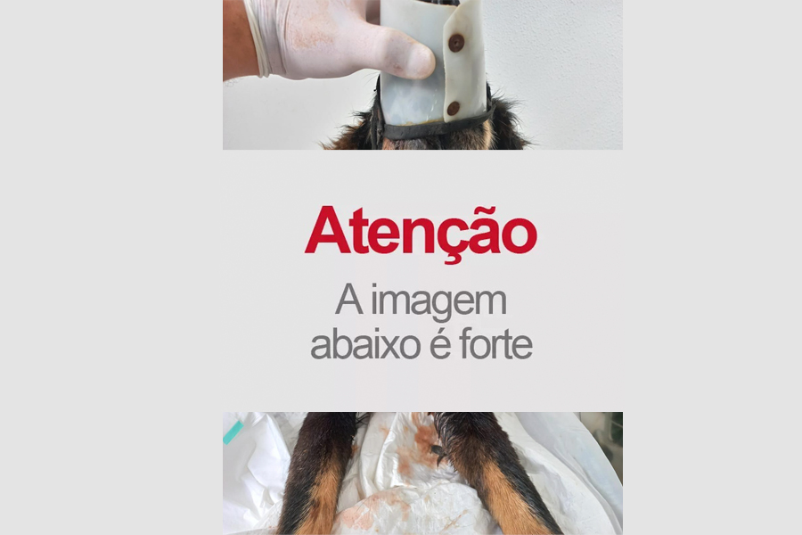 UTILIDADE PÚBLICA: CLÍNICA VIDA ANIMAL SALVA VIDA DE CACHORRO MORDIDO DE COBRA