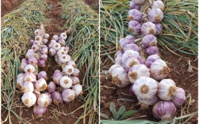 O ALHO DE MACAÚBAS AGORA É REALIDADE: COMO O EXPERIMENTO VIROU FORÇA ECONÔMICA NO MUNICÍPIO